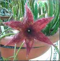 Stapelia 5 a 6 petales